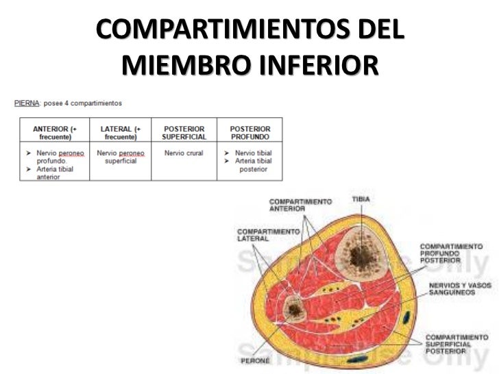 Los pequeños granos sobre el miembro viril del hombre