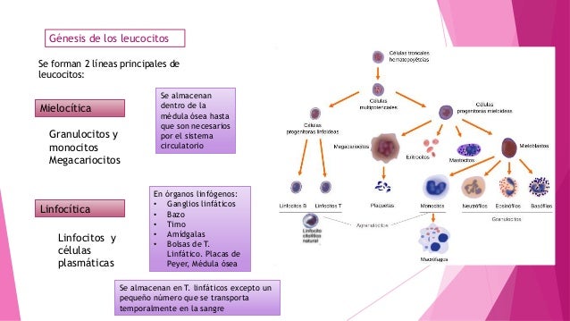 Resistencia del organismo a la infección I: Leucocitos, granulocitos,…