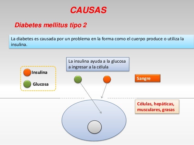 PANCREAS ENDOCRINO INSULINA GLUCAGON Y DIABETES MELLITUS PANCREAS ENDOCRINO INSULINA GLUCAGON Y DIABETES MELLITUS