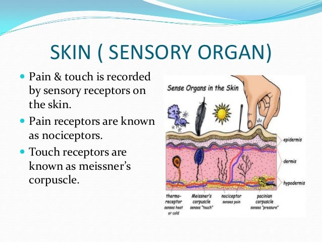 External stimuli final presentation by zahid bhatti