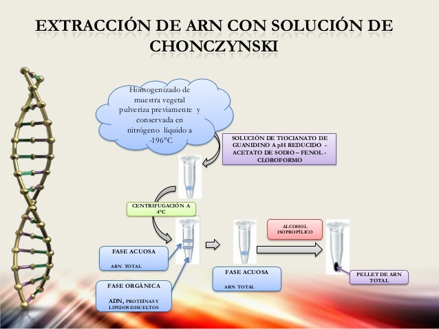 Extraccion de adn arn y proteinas