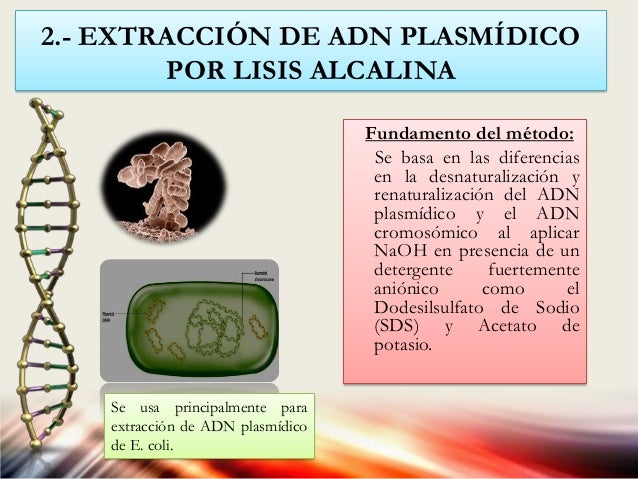 Extraccion de adn arn y proteinas