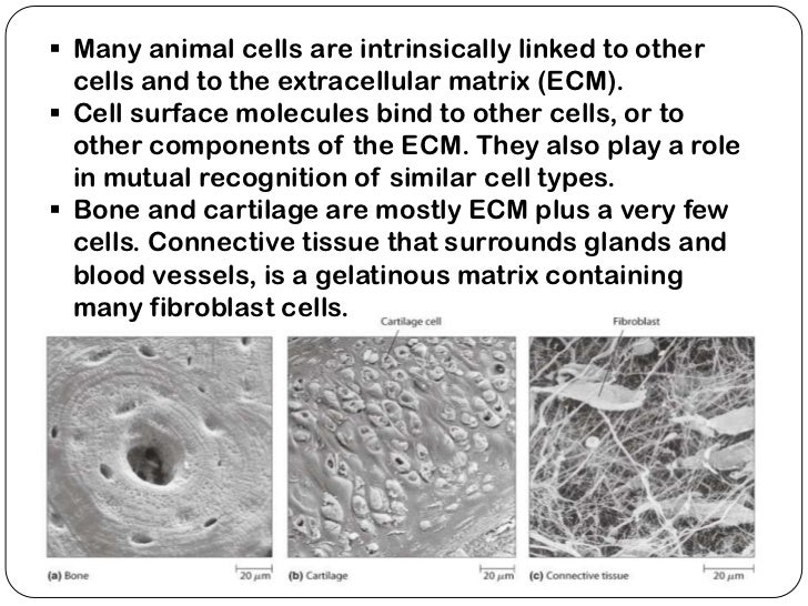 Extracellular matrix