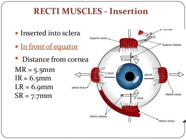 Extraocular muscles