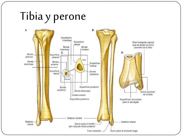 Fotos de fractura de tibia y perone Fotos de fractura de tibia y perone