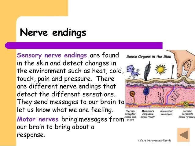 Free Nerve Endings Are Usually Found In The Facial skin structure
