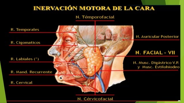 NERVIO FACIAL