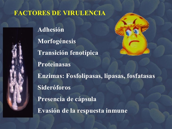 La medicina del hongo a los hombres
