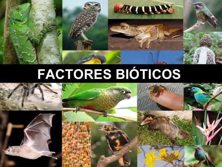 Factores Bioticos Tipos Relaciones Ejemplos Y Concepto Biotico Images