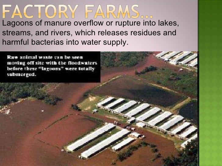 the impact of factory farms Cruelty to animals, health hazard to humans, and devastation to the environment - they are worst in factory farms which produce over 95% of meat, eggs and dairy in. the impact of factory farms Cruelty to animals, health hazard to humans, and devastation to the environment - they are worst in factory farms which produce over 95% of meat, eggs and dairy in.