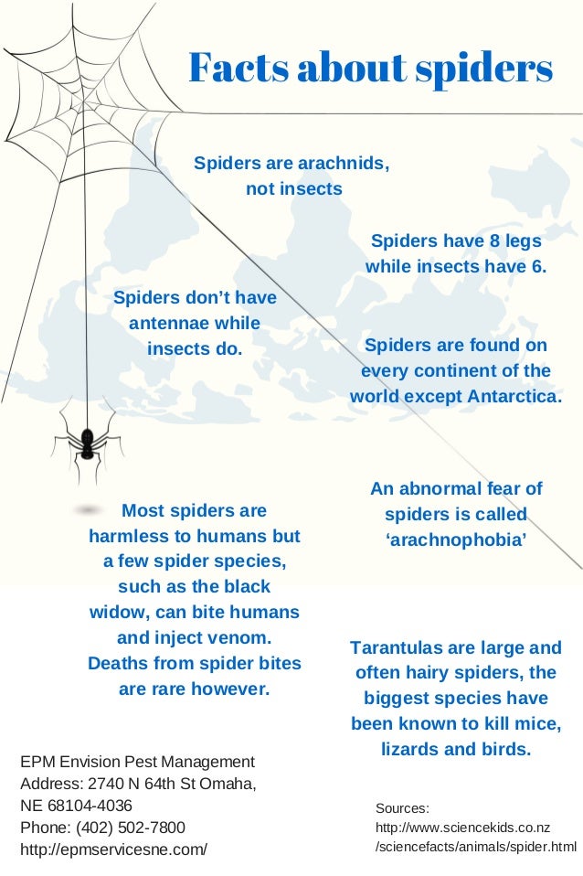 Facts About Spiders Facts About Spiders
