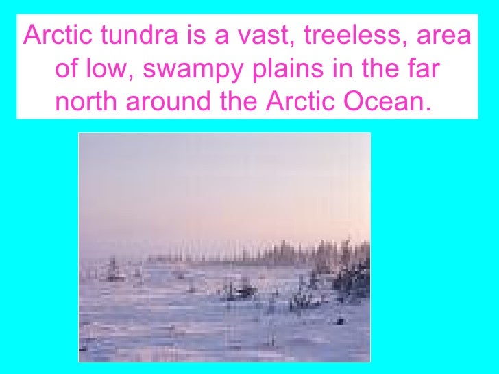 facts about the tundra