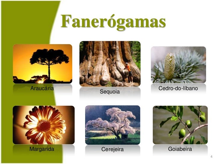 Imagenes De Plantas Fanerogamas Y Criptogamas pt.slideshare.net