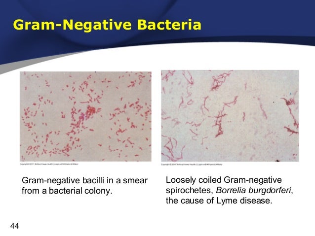 gram negative bacilli