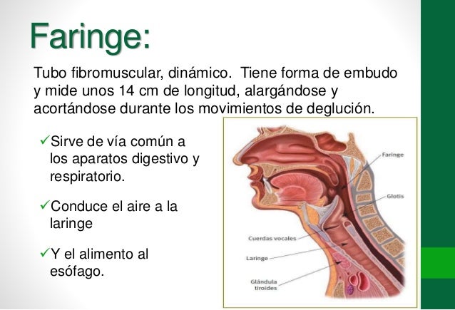 Faringe