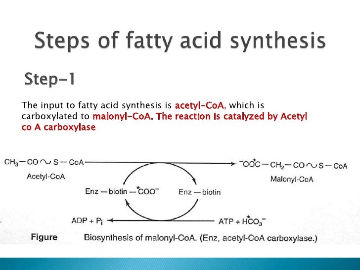 Fatty acid synthesis
