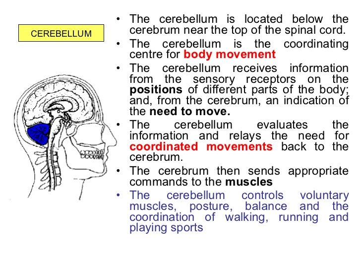 F:\Biology Form 5\Chp 3 Coordination And Response\3 2 The Role Of The…