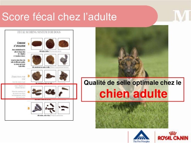 score fécal chez le chien fecal scoring chart