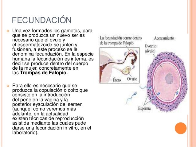 Fecundación embarazo y parto