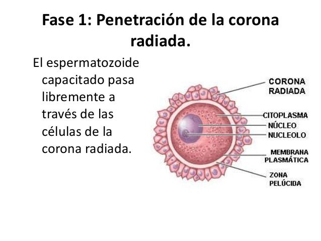 Resultado de imagen para CORONA RADIADA Resultado de imagen para CORONA RADIADA