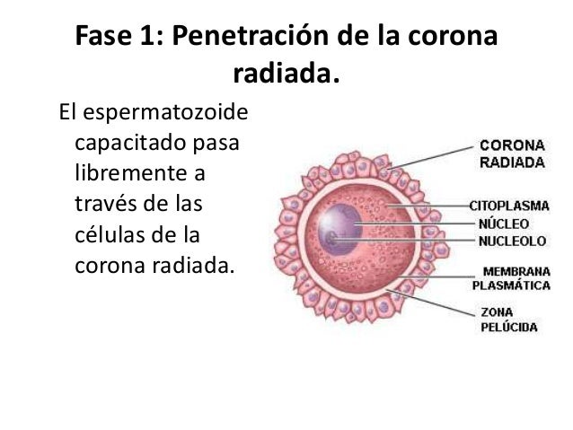 Resultado de imagen para CORONA RADIADA