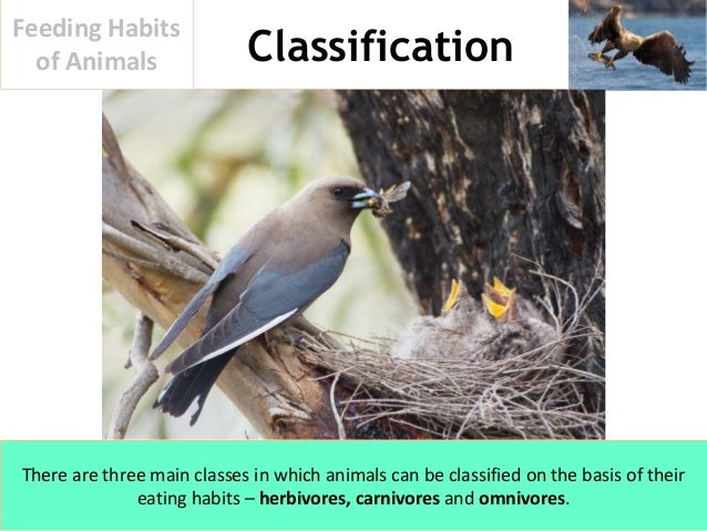 Feeding Habits of Animals