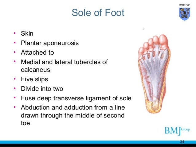 Anatomy of Feet