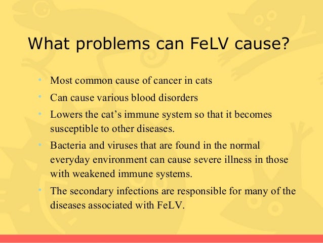 Can Cats With Feline Leukemia Live Long Can Cats With Feline Leukemia Live Long