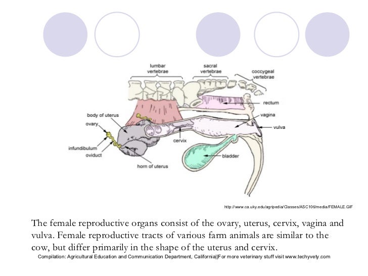 Female bovine reproduction system
