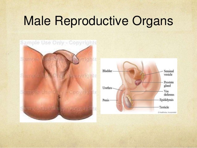 Learning About Women Sexual Organs 20
