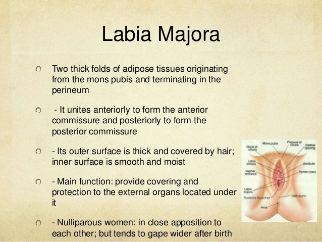Anatomy and Physiology of the Male and Female Reproductive System