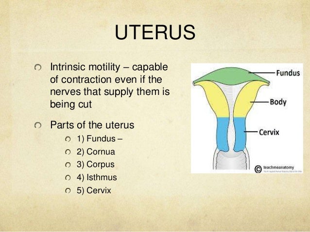 Anatomy and Physiology of the Male and Female Reproductive System