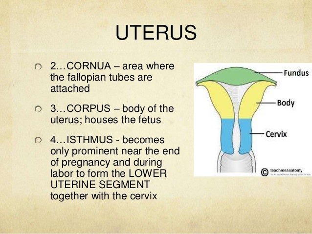 Anatomy and Physiology of the Male and Female Reproductive System
