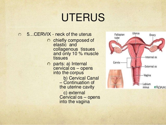Anatomy and Physiology of the Male and Female Reproductive System