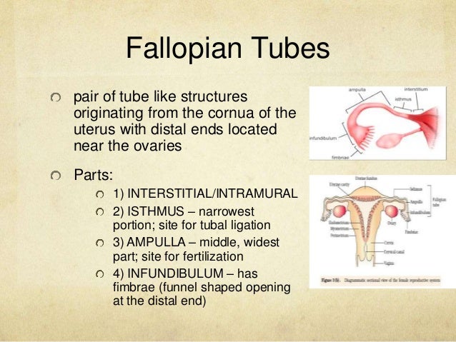 Anatomy and Physiology of the Male and Female Reproductive System