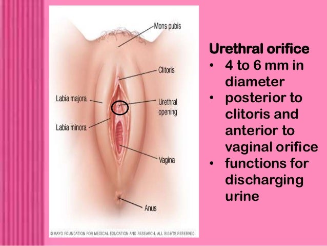 Clitoris During Sex Wild Anal