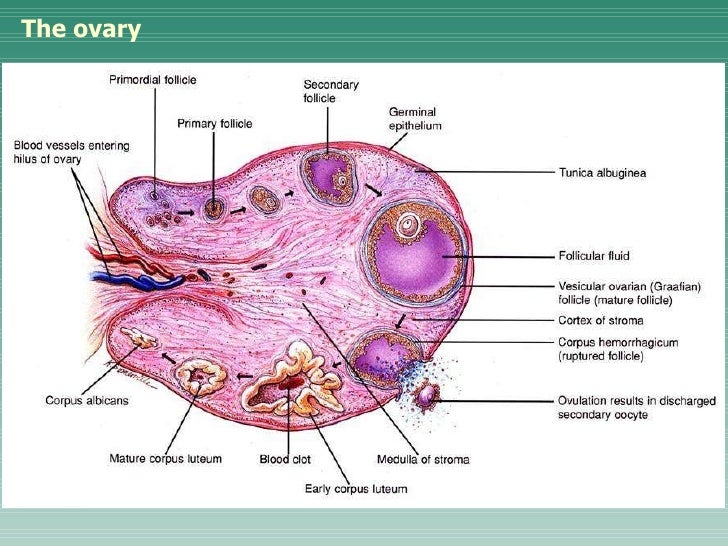 diagram of ovary repr sy diagram of ovary repr sy