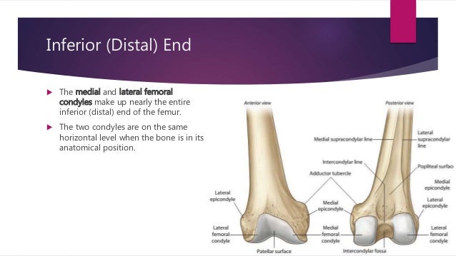 Distal Femur Anatomy Distal Femur Anatomy