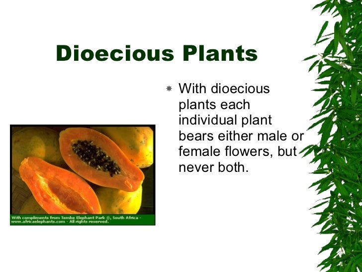 Fertilisation Germination dioecious-html-38-13adioecioussagittaria-l-jpg