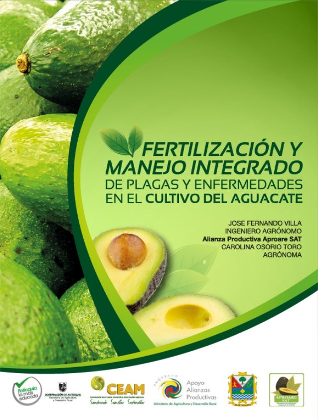 FERTILIZACION AGUACATE fertilizacion aguacate: