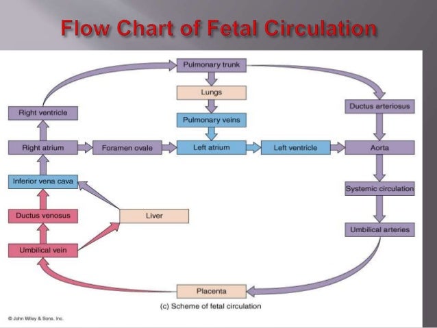 Fetal circulation by dr.srikanta biswas