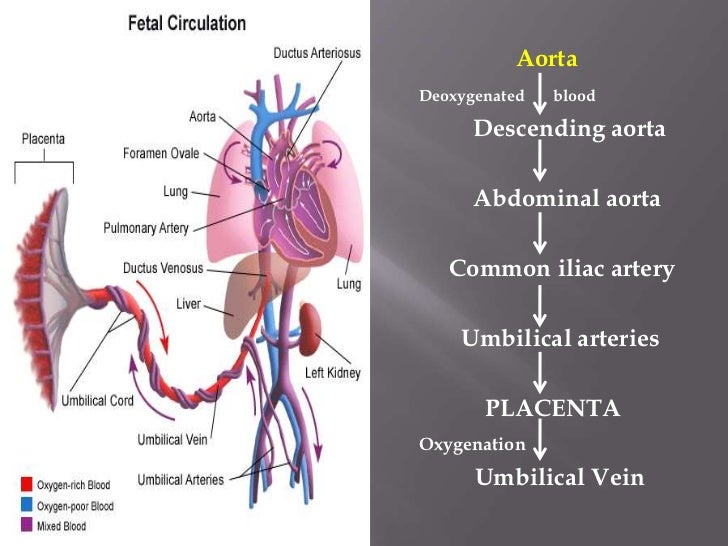 Fetal circulation.. Dr.Padmesh