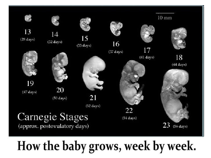 Fetal Development!