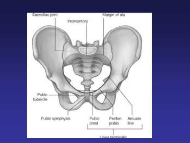 Fetal head, maternal pelvis & pelvimetry