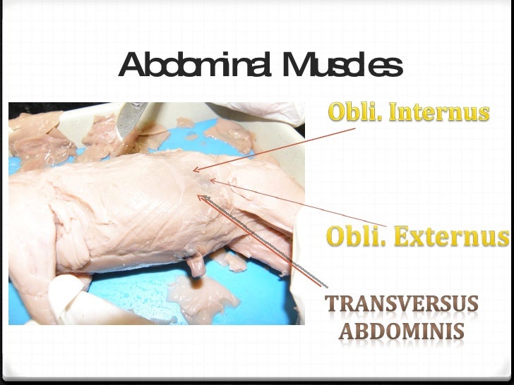 Fetal pig dissection