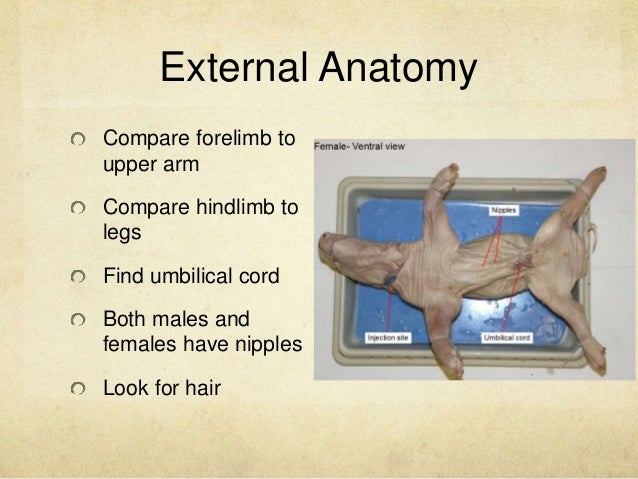 Fetal Pig Dissection