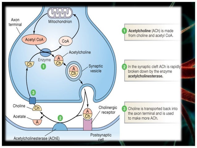 Acetylcholine Acetylcholine