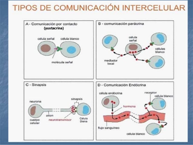 Fisiología General Clase 3