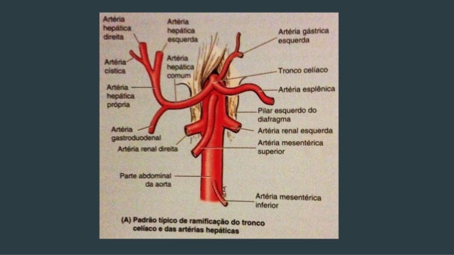 Fígado - Anátomofisiologia