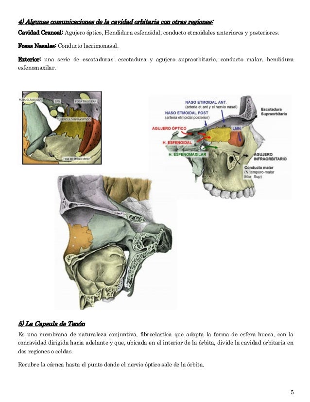 Tema # 4 Cavidad Orbitaria, Anatomia del Globo ocular y sus anexos